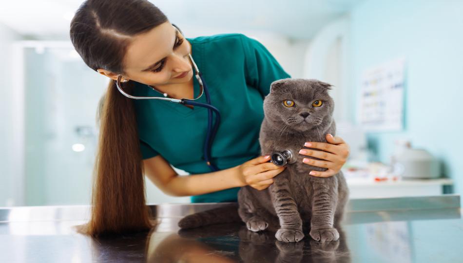 Médica veterinaria con gato gris.